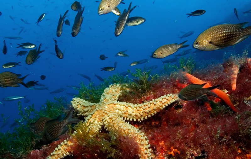 Ciencia, naturaleza, deporte y cultura para proteger la Posidonia Oceánica